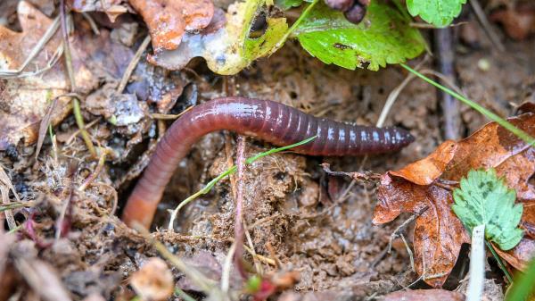 photo of Study Finds Microplastics Stunt Earthworms’ Growth and Could Harm Soil Ecosystems image