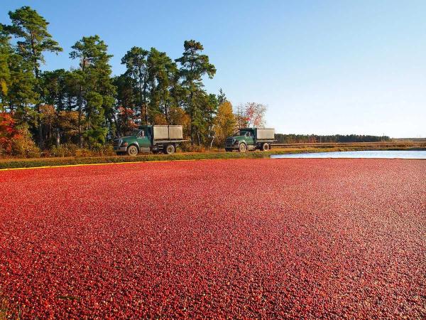 Cranberry bog data project shows how to…