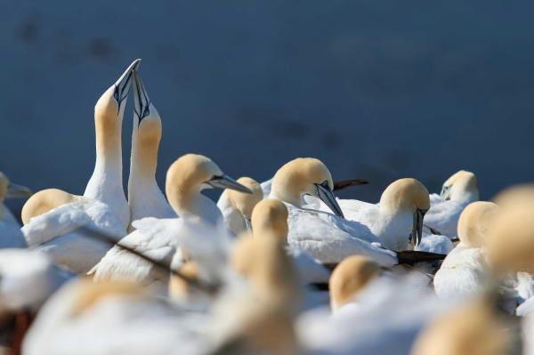 Declining PFAS levels in seabird eggs&hellip;