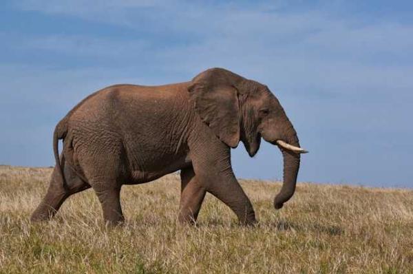 Farmers in Kenya dispute that cyanide poisoning could have…