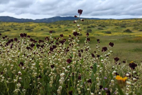 Timing, not traits, helps California’s…