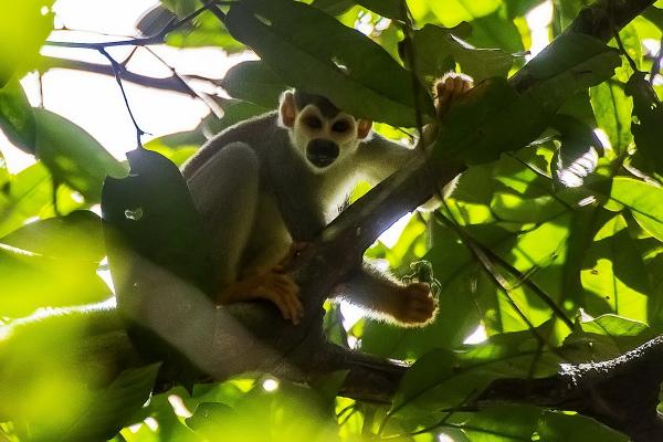 World Rainforest Day: Deforestation must be nearly halved to&hellip;