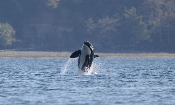 AI listens for endangered orcas to help&hellip;
