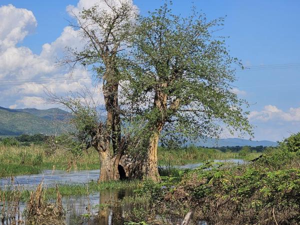 Three years after Cyclone Freddy, farms&hellip;