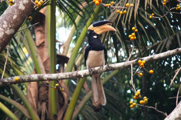 In India, sacred groves serve as vital&hellip;
