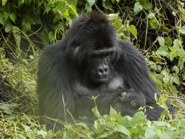 Reintroduced Grauer’s gorilla gives&hellip;