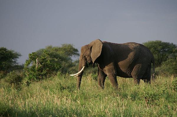 photo of Outsourcing conservation in Africa: NGO management reduces poaching and boosts tourism, but raises risks for civilians image