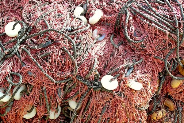 photo of Eight ways that the stopping of overfishing will promote biodiversity and help address climate change image
