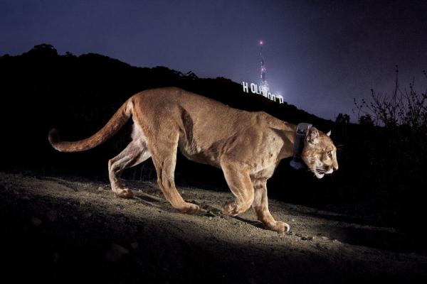 ‘Big Cats’ highlights the remarkable power of&hellip;