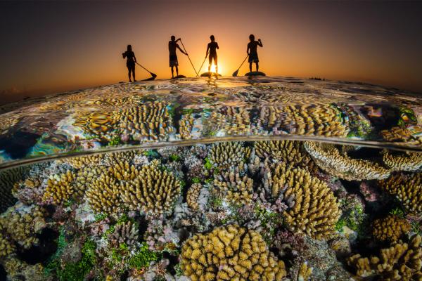 photo of Will temperate seas act as refuge for coral reefs? Not in time, study says image