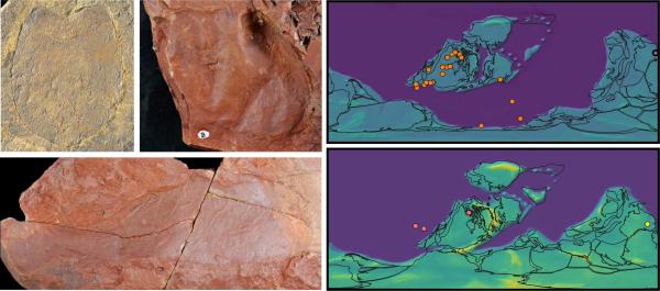 photo of Paleontologists describe new examples of giant sea scorpions from the Silurian and Devonian in New South Wales image