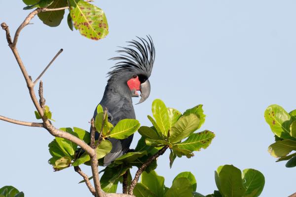 Conservation win as first palm cockatoo chick fledges from…