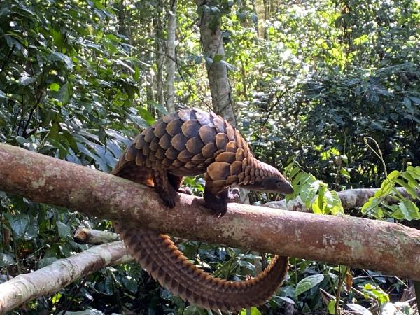 Nigeria arrests suspected pangolin&hellip;