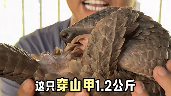 Chinese social media used to promote illegal wildlife trade&hellip;