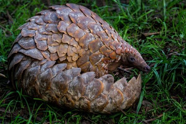 Two pangolin traffickers in South Africa&hellip;