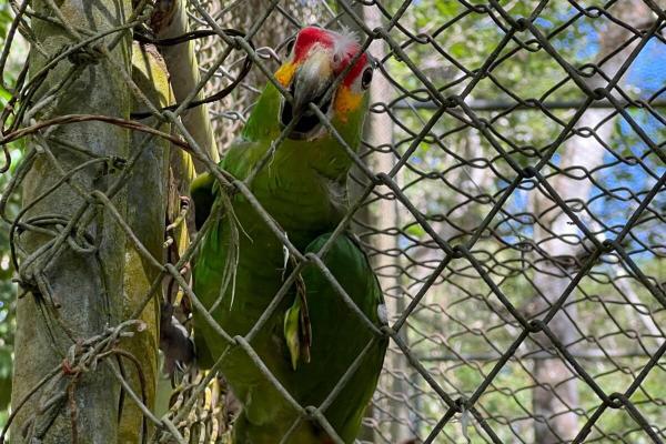 Exotic pet trade poses rising zoonotic…
