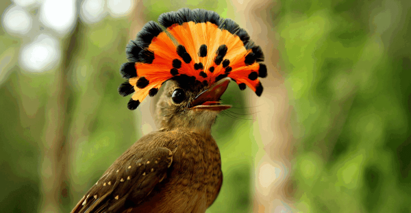 Tropical bird numbers plummet due to…