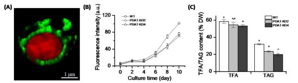 photo of PDAT regulates phosphatidylethanolamine as transient carbon sink alternative to triacylglycerol in nannochloropsis image