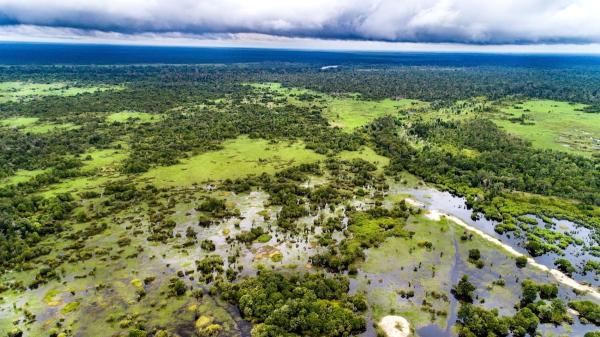 Peatland and Mangrove Preservation Could…