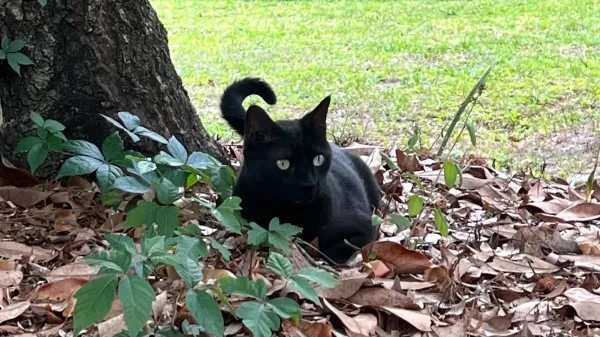 Florida cat sniffs out another new…