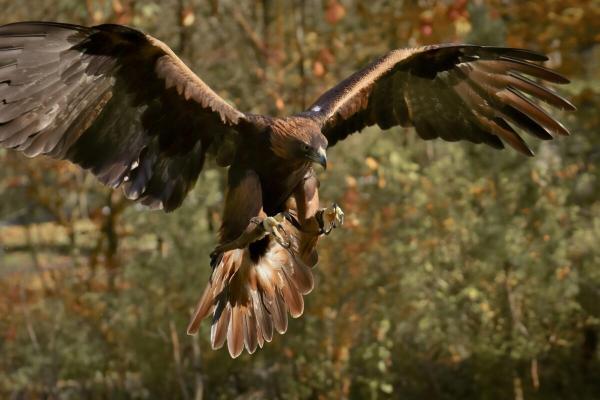 Golden eagle spotted in England for…