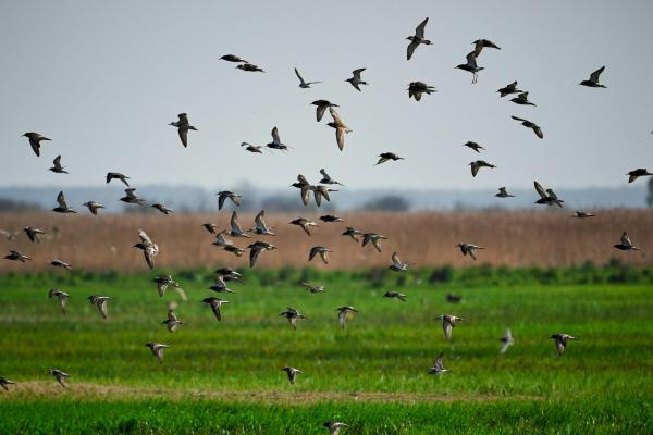 Warming and farming hasten bird losses&hellip;