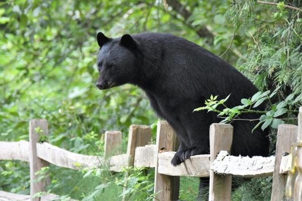 Drought amplifies human-wildlife…