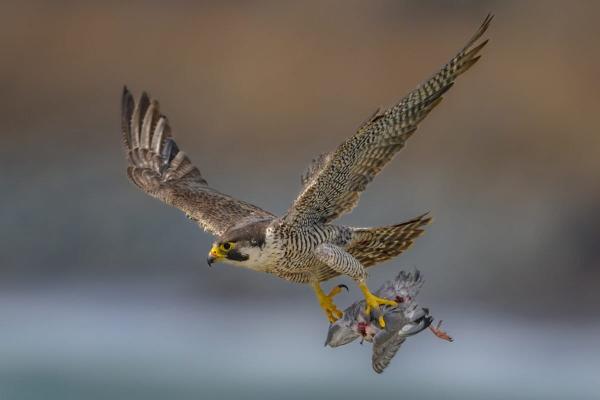 Peregrine falcons retain trade…