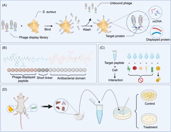 photo of Phage display technology effectively improves specific targeting ability of anti-microbial peptides against S. aureus image