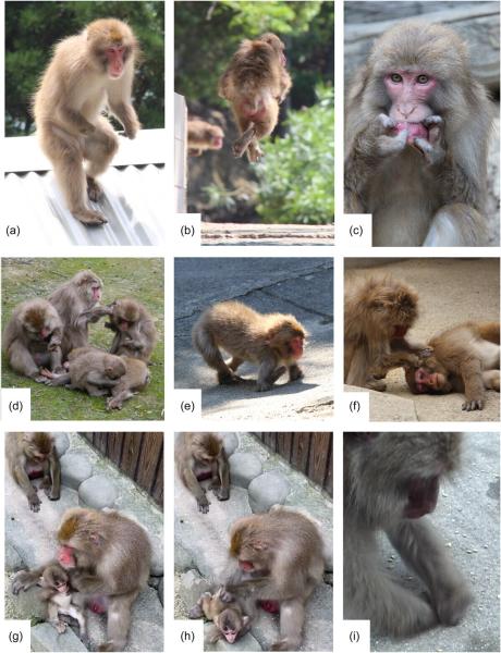 photo of Physically impaired primates find ways to modify their behaviors to compensate for disabilities, find researchers image