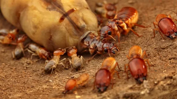 How gene loss and monogamy built termite…