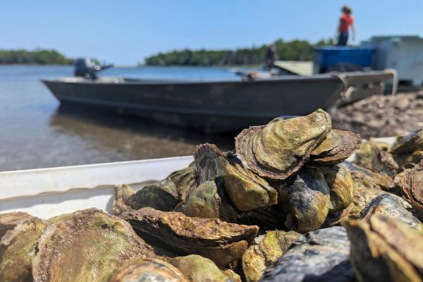 Sewage Taints Canadian Oysters. Then…