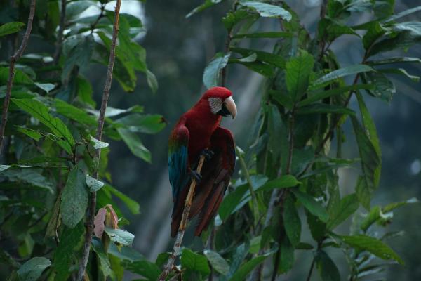 How AI helps gather remote biodiversity&hellip;