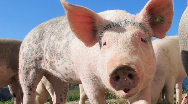 120 Pigs Per Car: Oil Lobby’s EU…