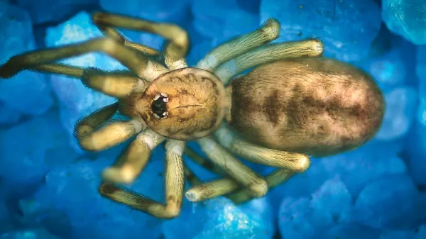 photo of This “Pink Floyd” spider hunts prey 6x its size and lives in walls image