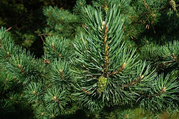 photo of A mystery disease hit South Africa's pine trees 40 years ago: New DNA technology has found the killer image