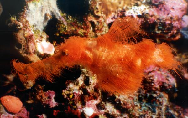 New species of ghost pipefish named&hellip;