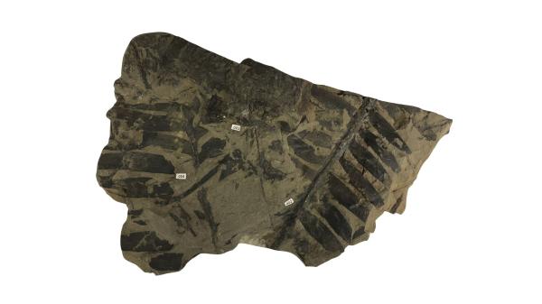 photo of Plants that survived dinosaur extinction pulled nitrogen from air, study concludes image