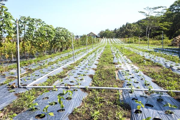 Agricultural Soil Can Contain…