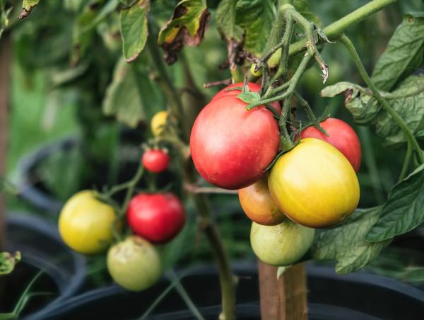 Plastics are entering food crops and&hellip;