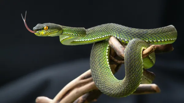 Snake pee might hold the secret to…