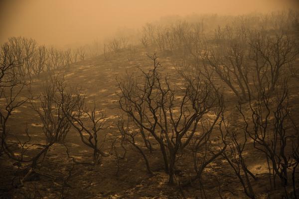 Wildfires make soil poisonous