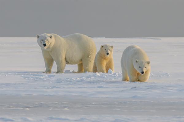 ‘Bear-dar’ aims to give Arctic&hellip;