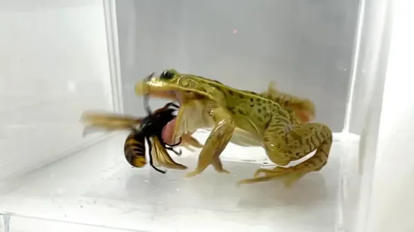 photo of Hornet-eating frog shows remarkable venom resistance image