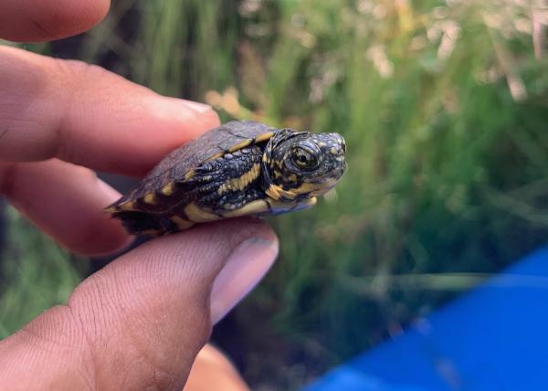 Removal of Invasive Bullfrogs Leads to…