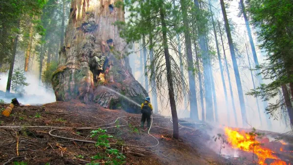 The best way to save giant sequoias may…