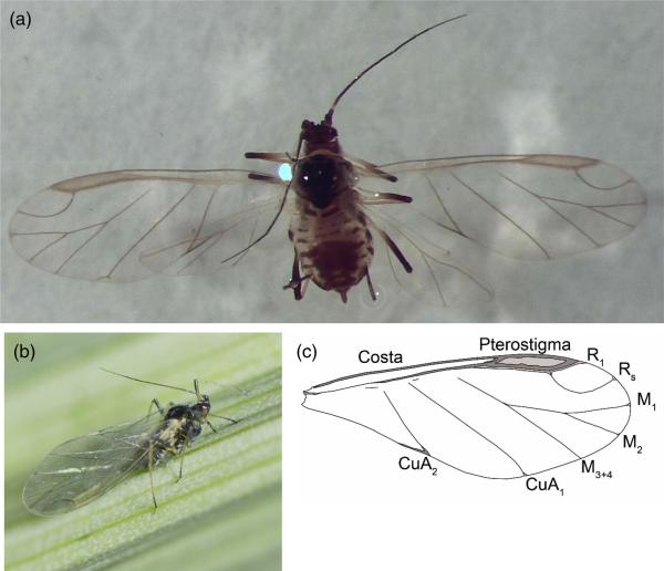 photo of Previously unknown details of aphids in flight to contribute to improved crop security image