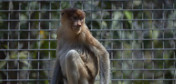 Experts flag trafficking after monkey&hellip;