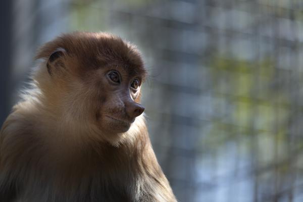 Proboscis monkey found in Thailand adds to evidence of&hellip;
