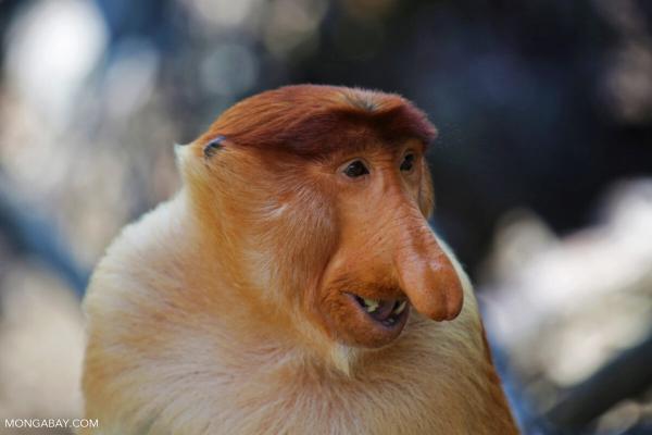 Study finds worrying uptick in proboscis…